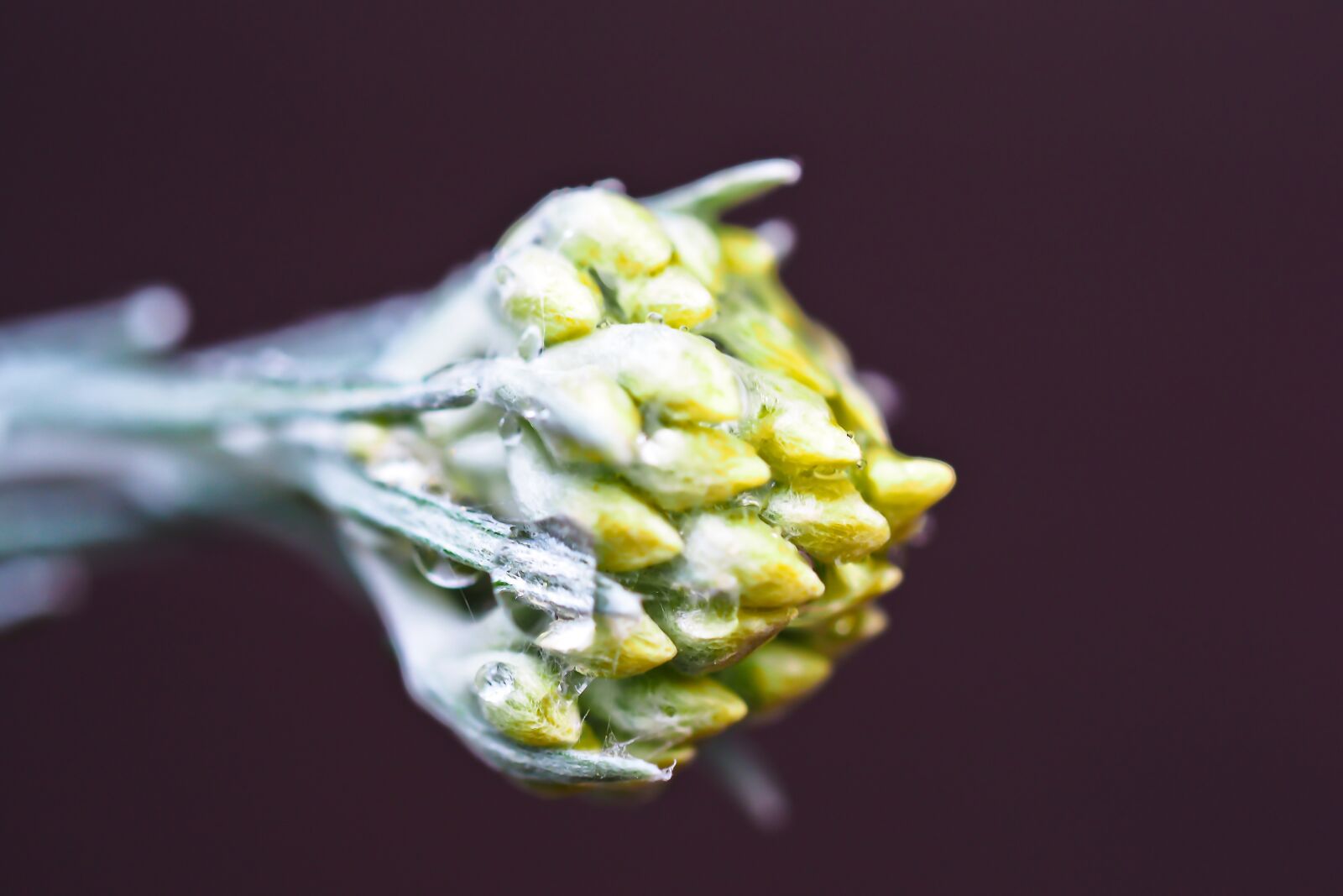 Olympus OM-D E-M10 sample photo. Curried cabbage, blossom, bloom photography