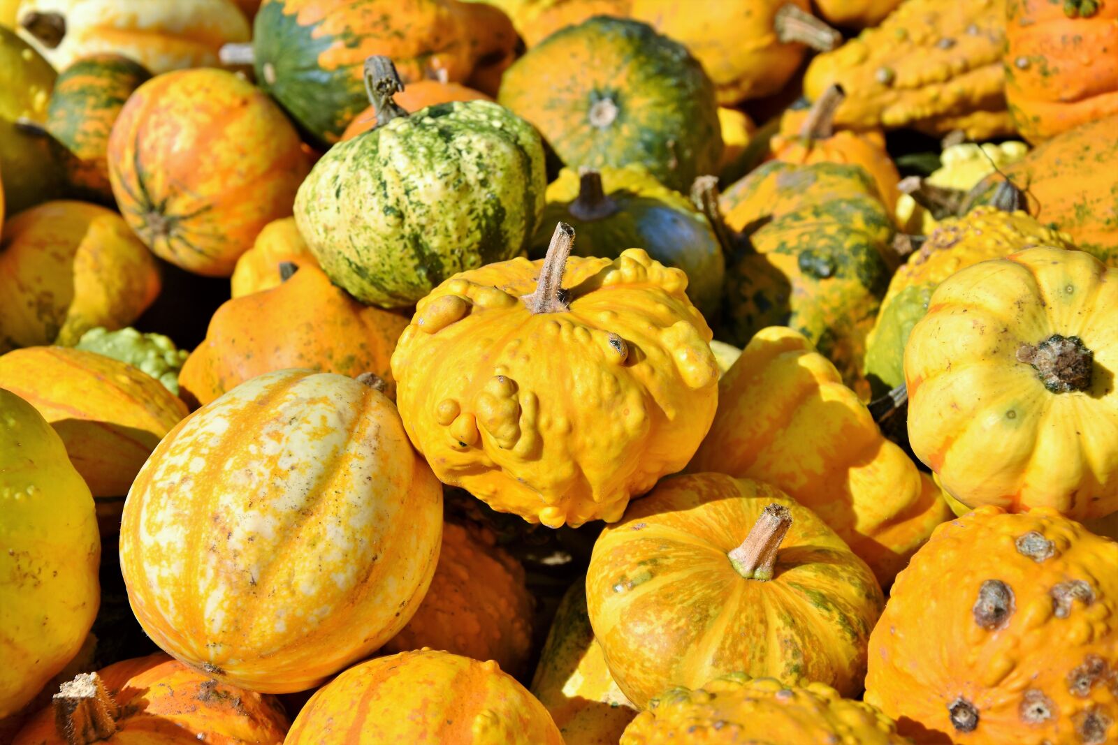Nikon D7200 sample photo. Pumpkin, fruit, autumn photography