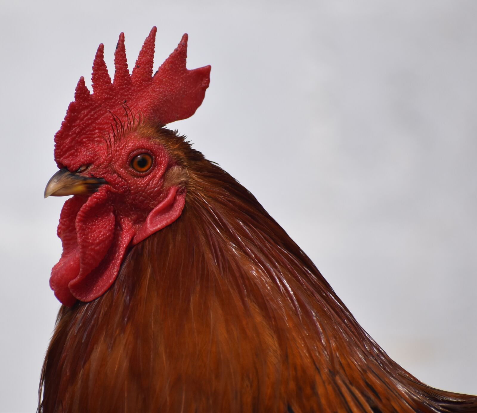 Nikon D5500 sample photo. Chicken, portrait, brown photography