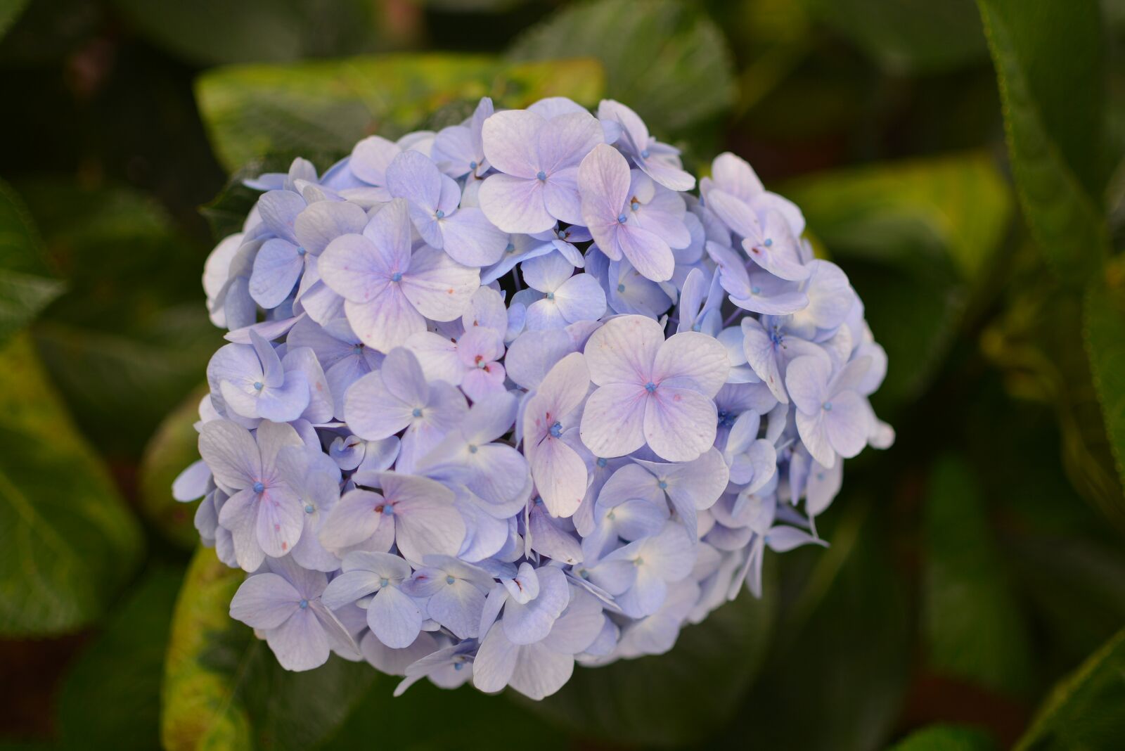 Nikon D5200 sample photo. Hydrangea, flowers, purple flowers photography