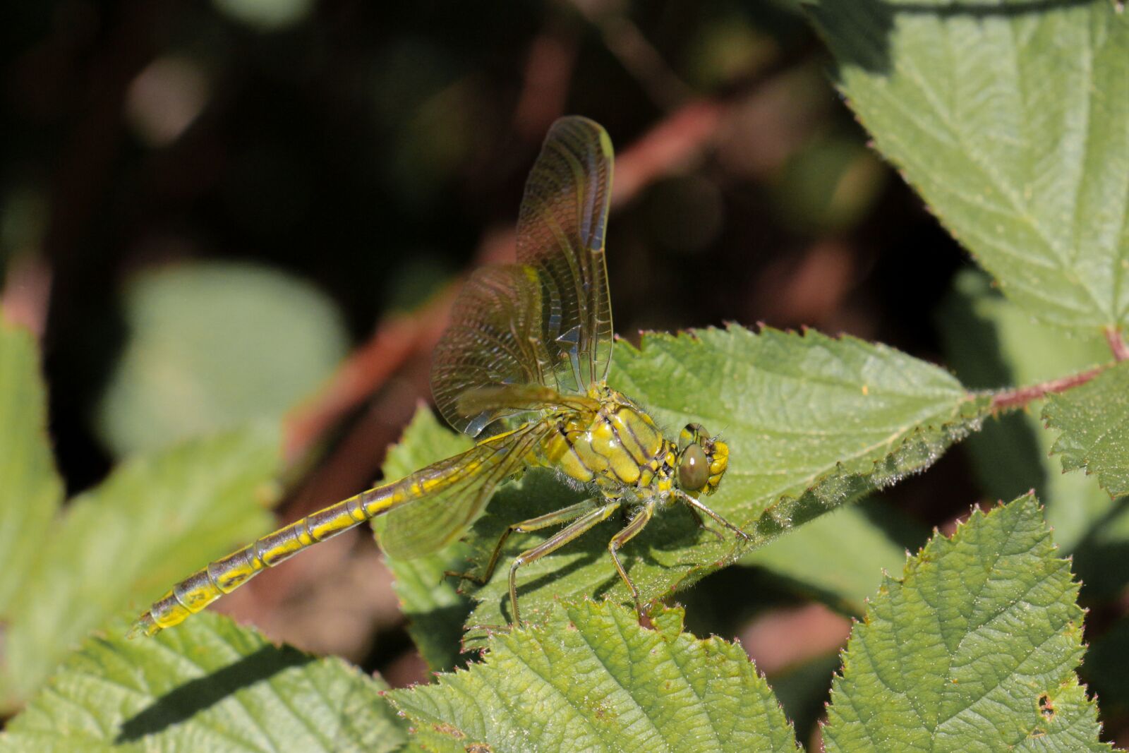 Canon EOS 700D (EOS Rebel T5i / EOS Kiss X7i) sample photo. Nature, leaf, insect photography