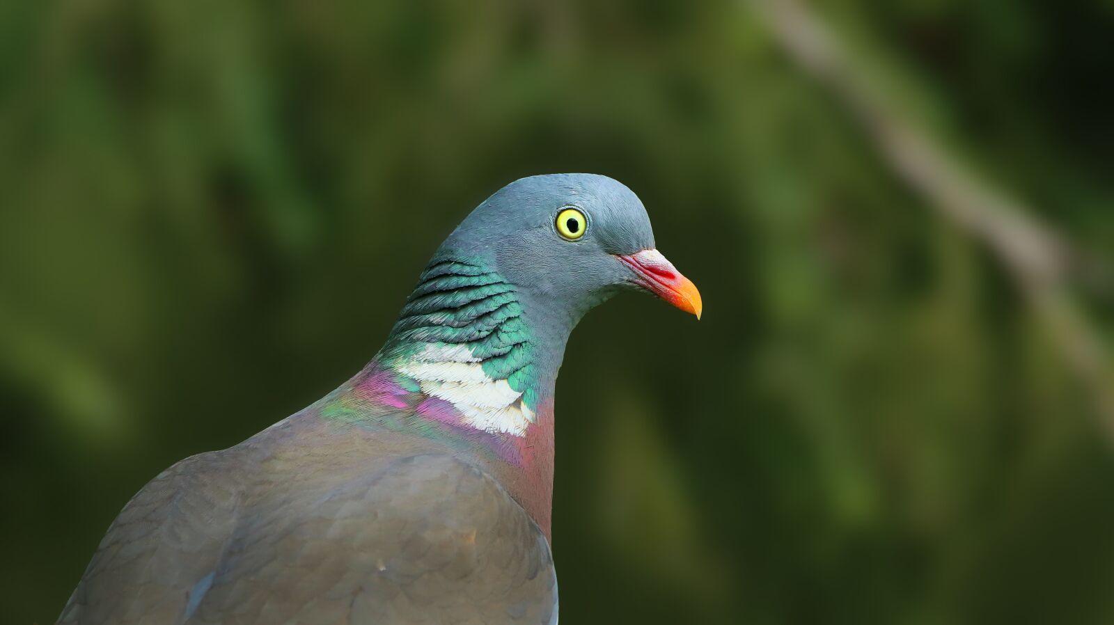 Canon EOS M50 (EOS Kiss M) sample photo. Dove, bird, feather photography