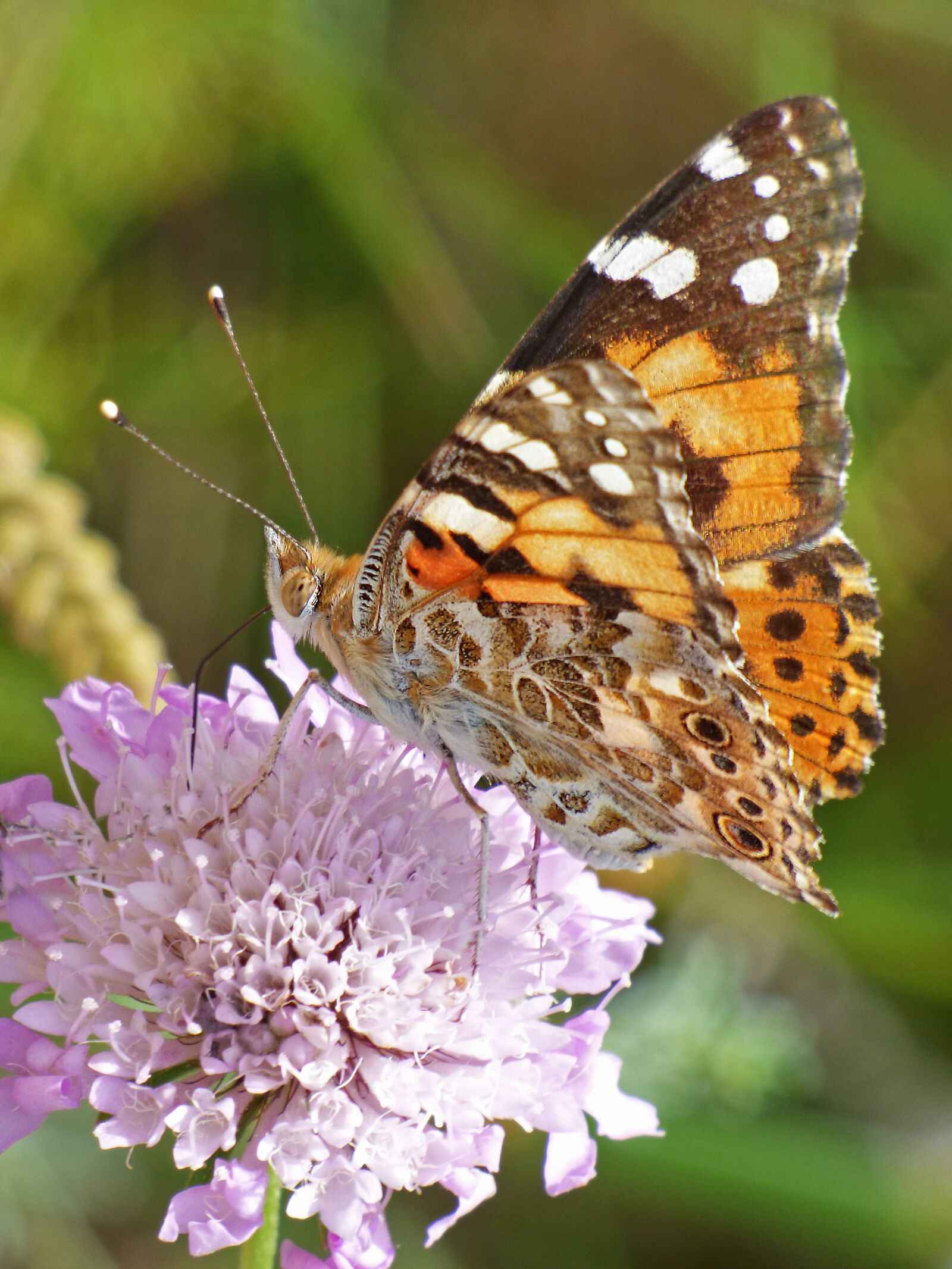 Panasonic Lumix DMC-FZ70 sample photo. Butterfly, wild flower, libar photography