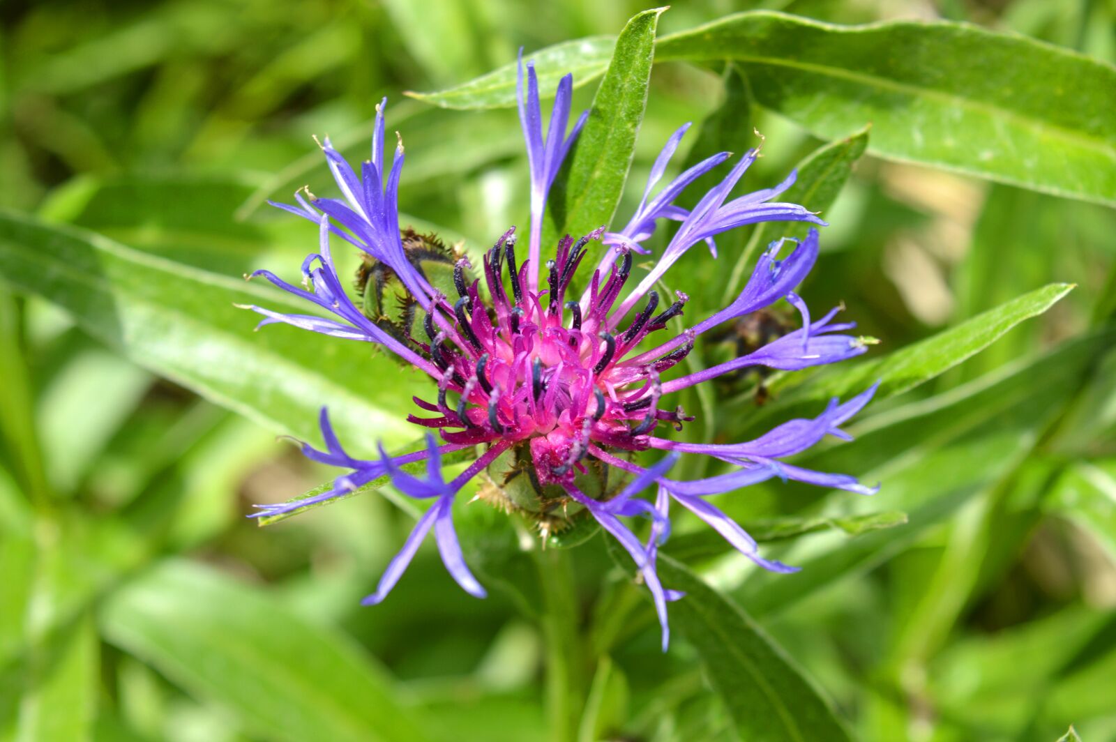 Nikon D3200 sample photo. Flowers, mountain, alps photography
