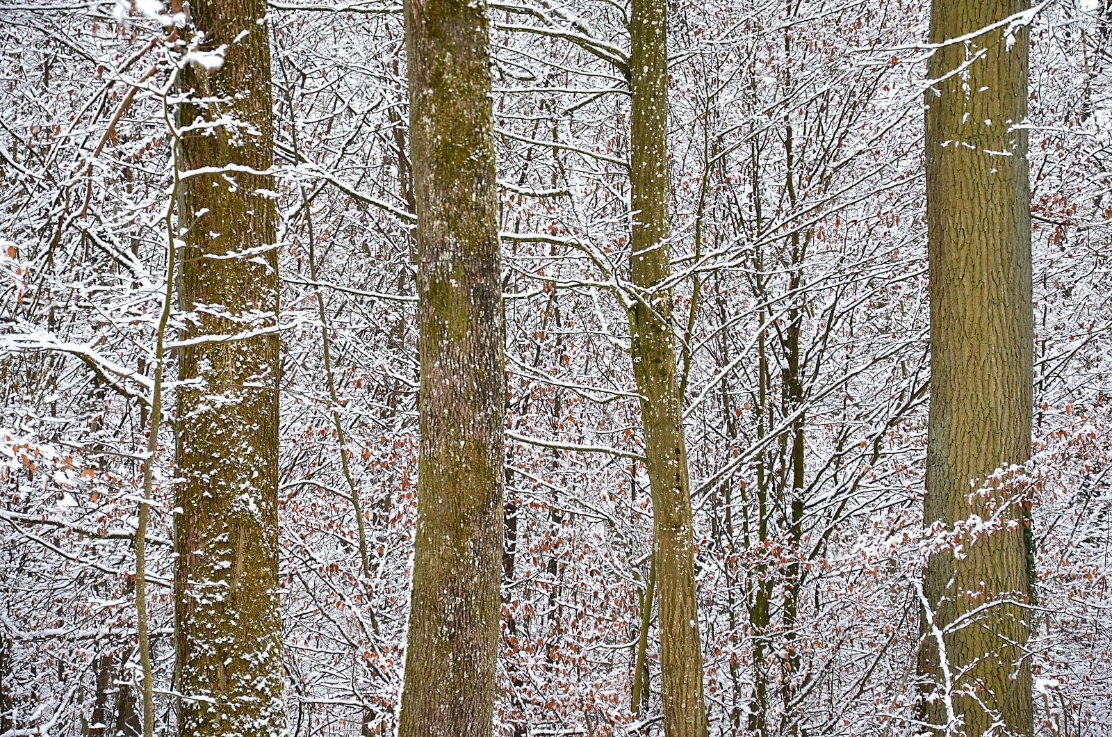 Nikon D5100 sample photo. Snow, forest, winter photography