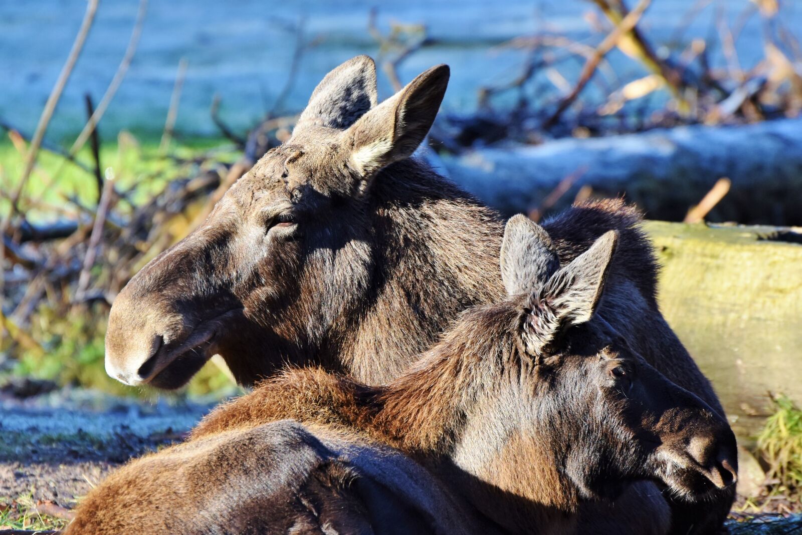 Nikon D7200 sample photo. Moose, head, wild animal photography