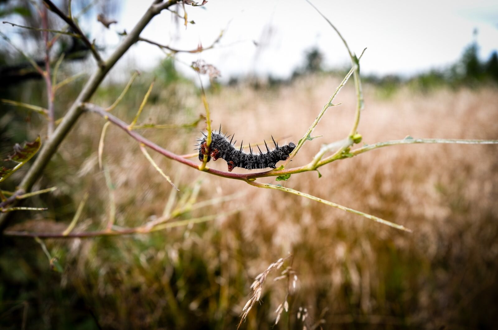 Leica X (Typ 113) sample photo. Caterpillar, nature, insect photography