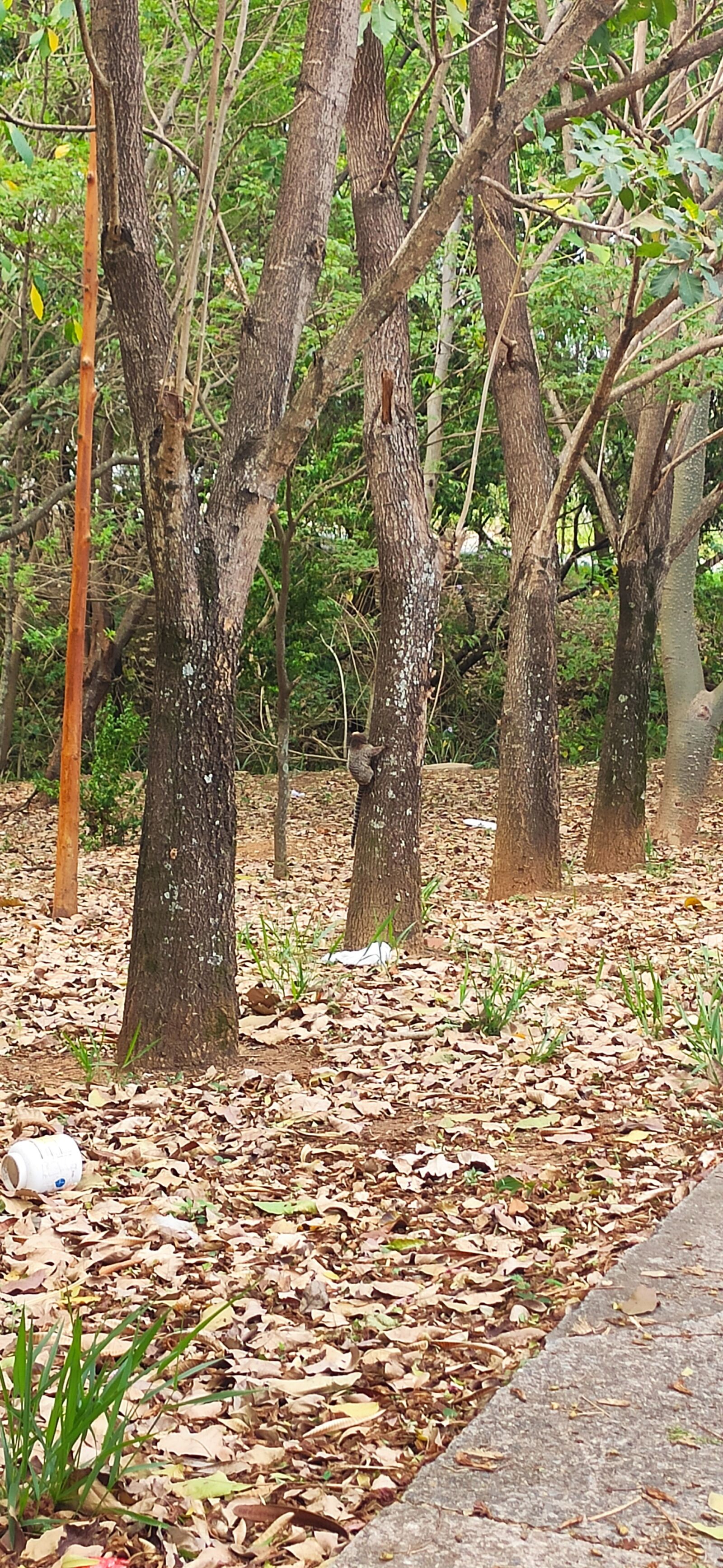 Xiaomi Mi 9 Lite sample photo. Nature, tree, season photography