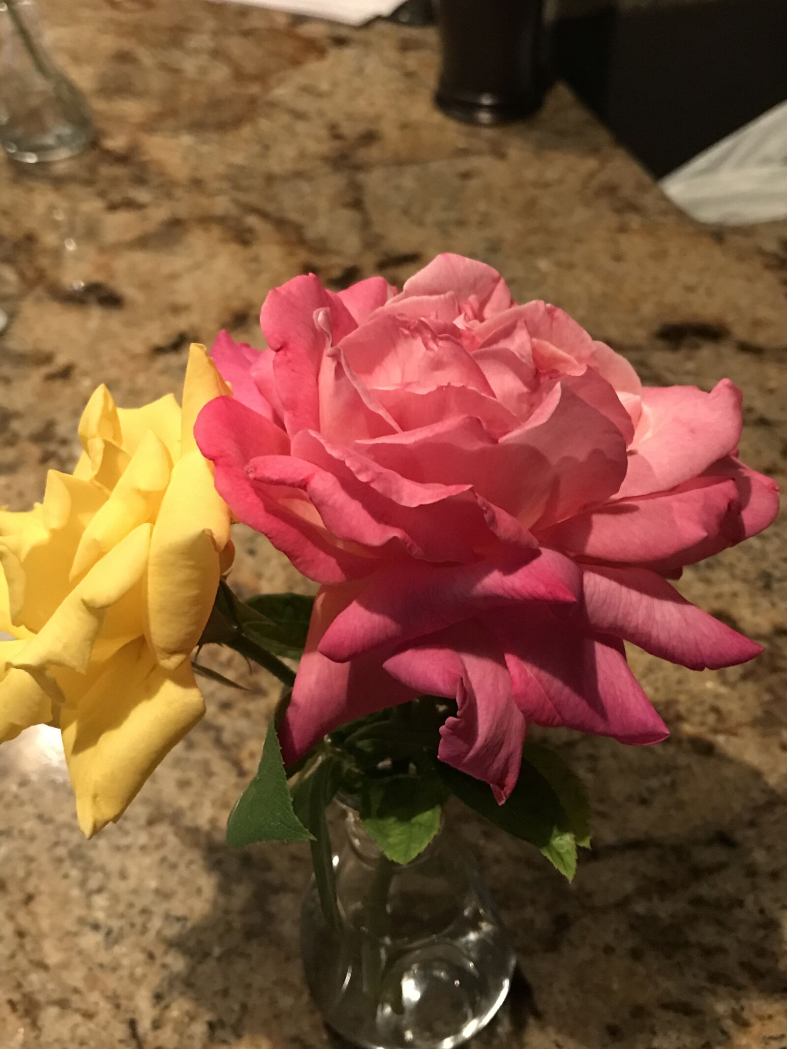 iPhone 7 back camera 3.99mm f/1.8 sample photo. Roses, flowers, bloom photography