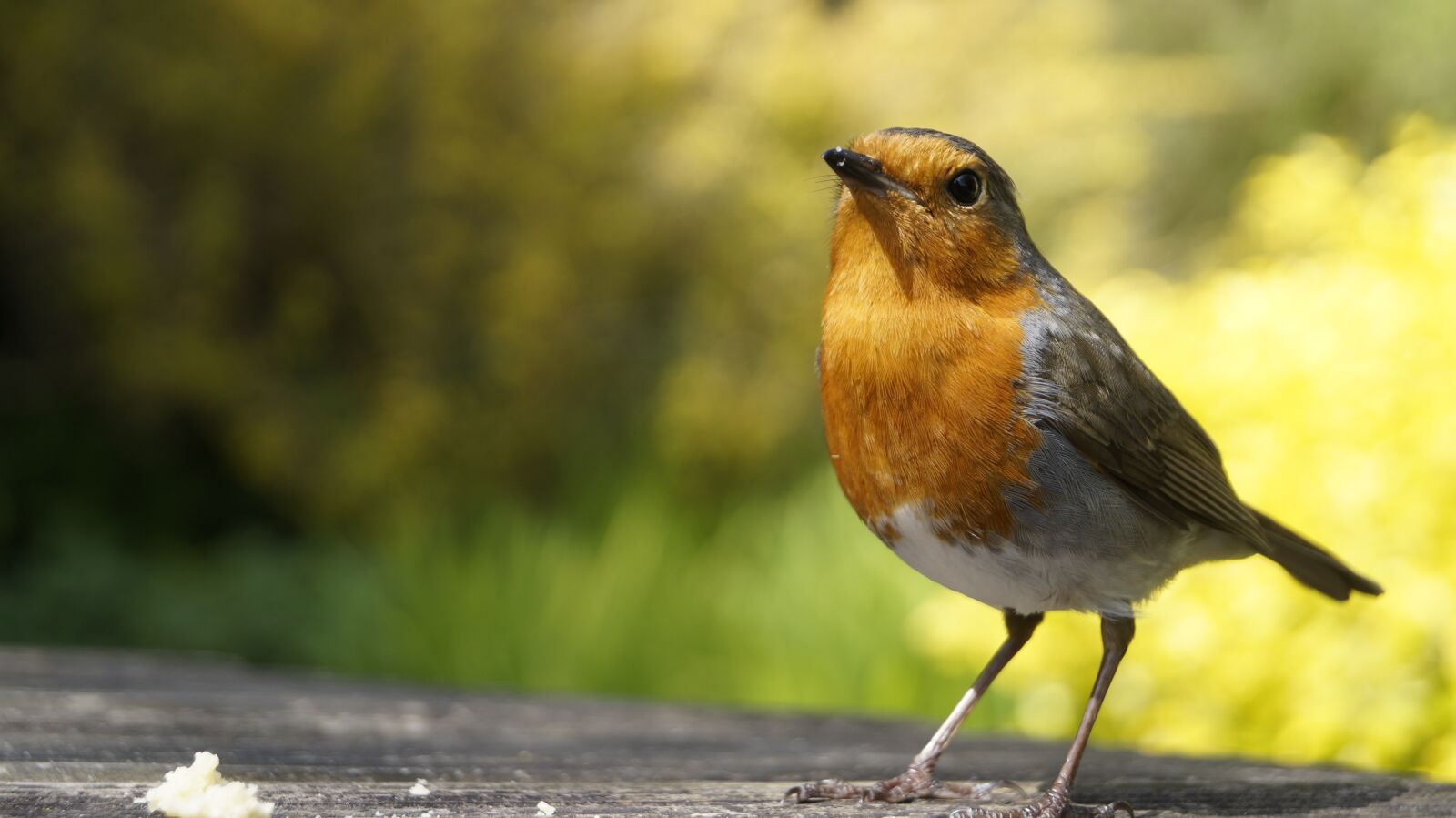 Sony DT 18-55mm F3.5-5.6 SAM II sample photo. Robin, bird, garden photography