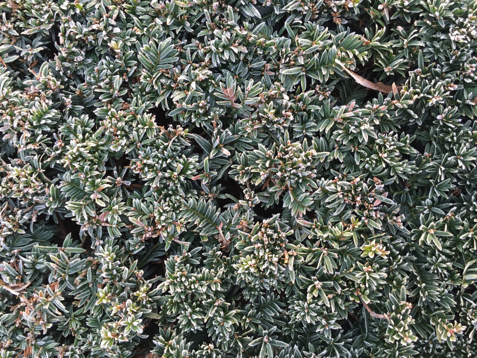 Apple iPhone 6 sample photo. Frost, frozen, hedge, plant photography