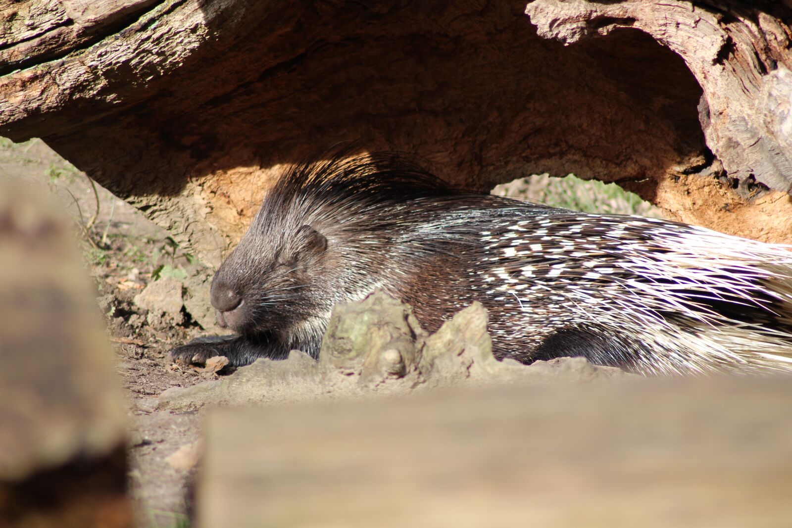 Canon EOS 700D (EOS Rebel T5i / EOS Kiss X7i) sample photo. Porcupine, wildlife park, leverkusen photography