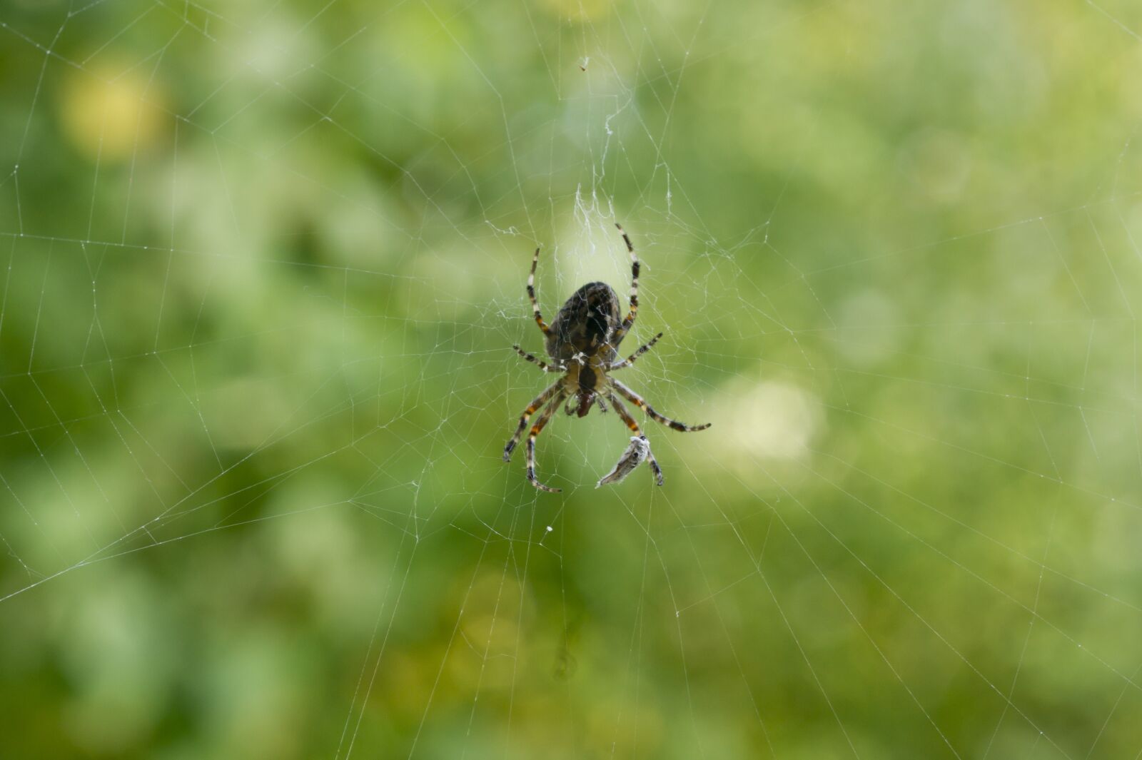 Sony Alpha DSLR-A450 sample photo. Araneus, cobweb, nature photography