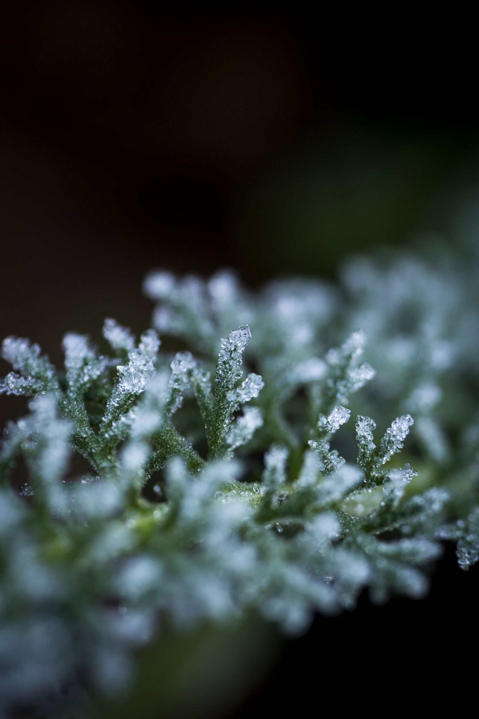 Sony a6000 sample photo. Frost, plant, macro photography