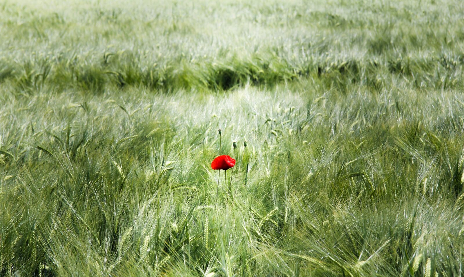 Canon EF-S 17-85mm F4-5.6 IS USM sample photo. Spike, field, cereals photography