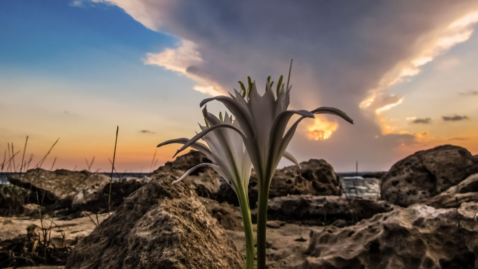 Canon PowerShot SX400 IS sample photo. Sand lily, sunset, sky photography