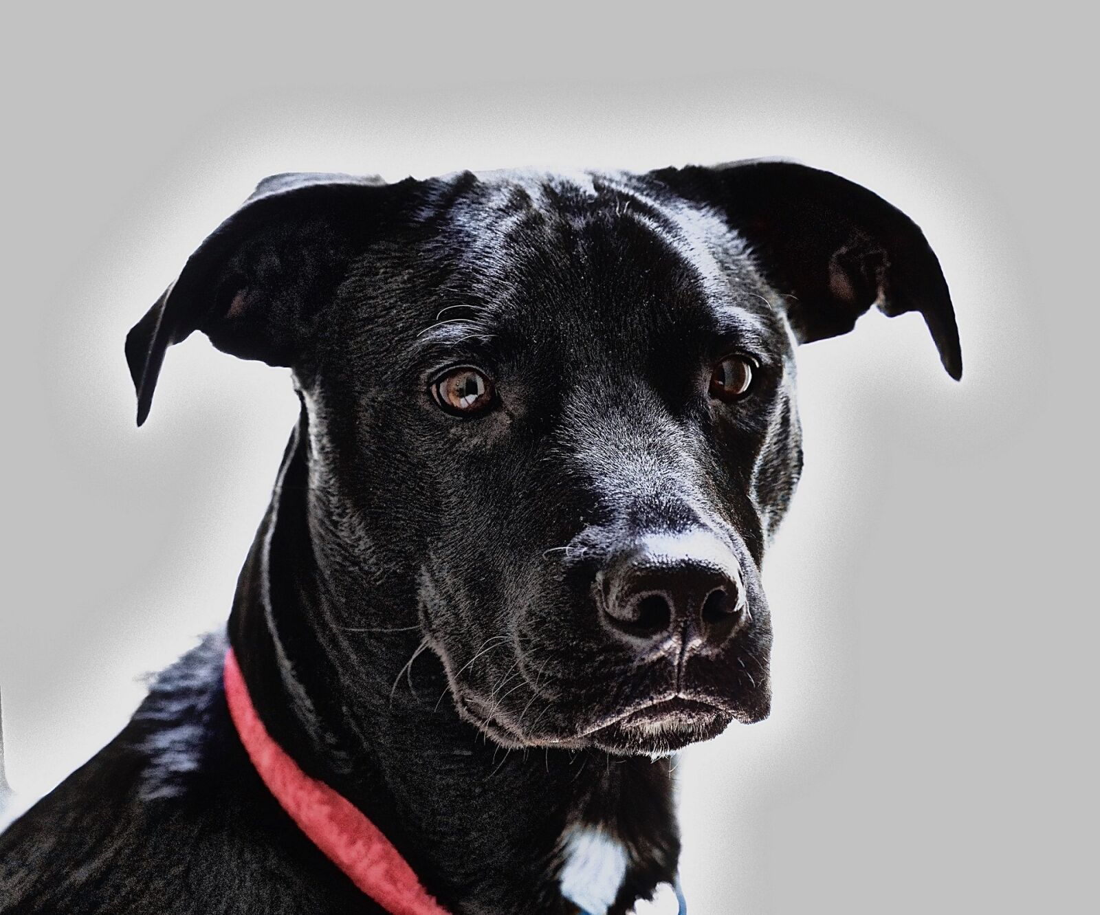 Pentax K-5 IIs sample photo. Dog, black, canine photography