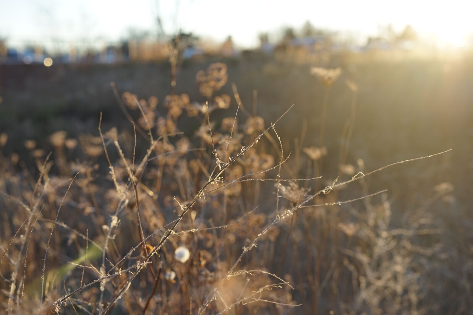 Sony a7 + Sony Sonnar T* FE 55mm F1.8 ZA sample photo. Golden, field, sunset photography