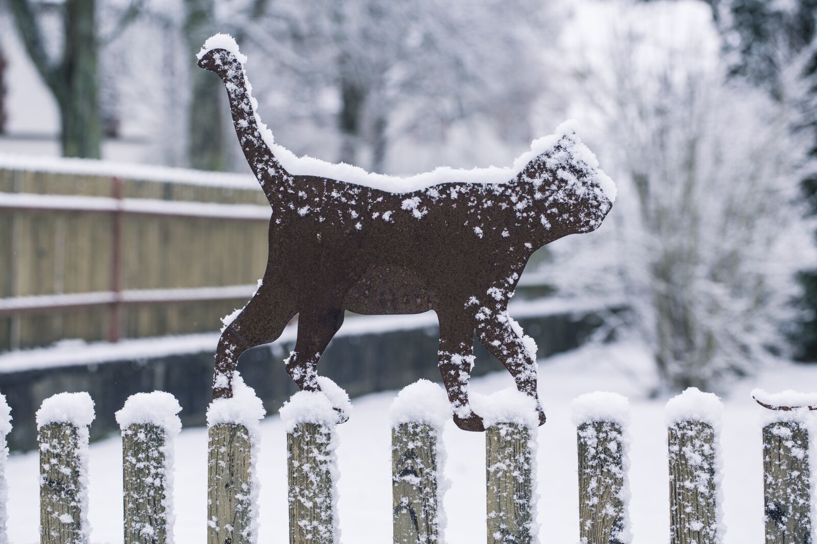 Canon EF 100mm F2.8L Macro IS USM sample photo. Winter, cat, snow photography