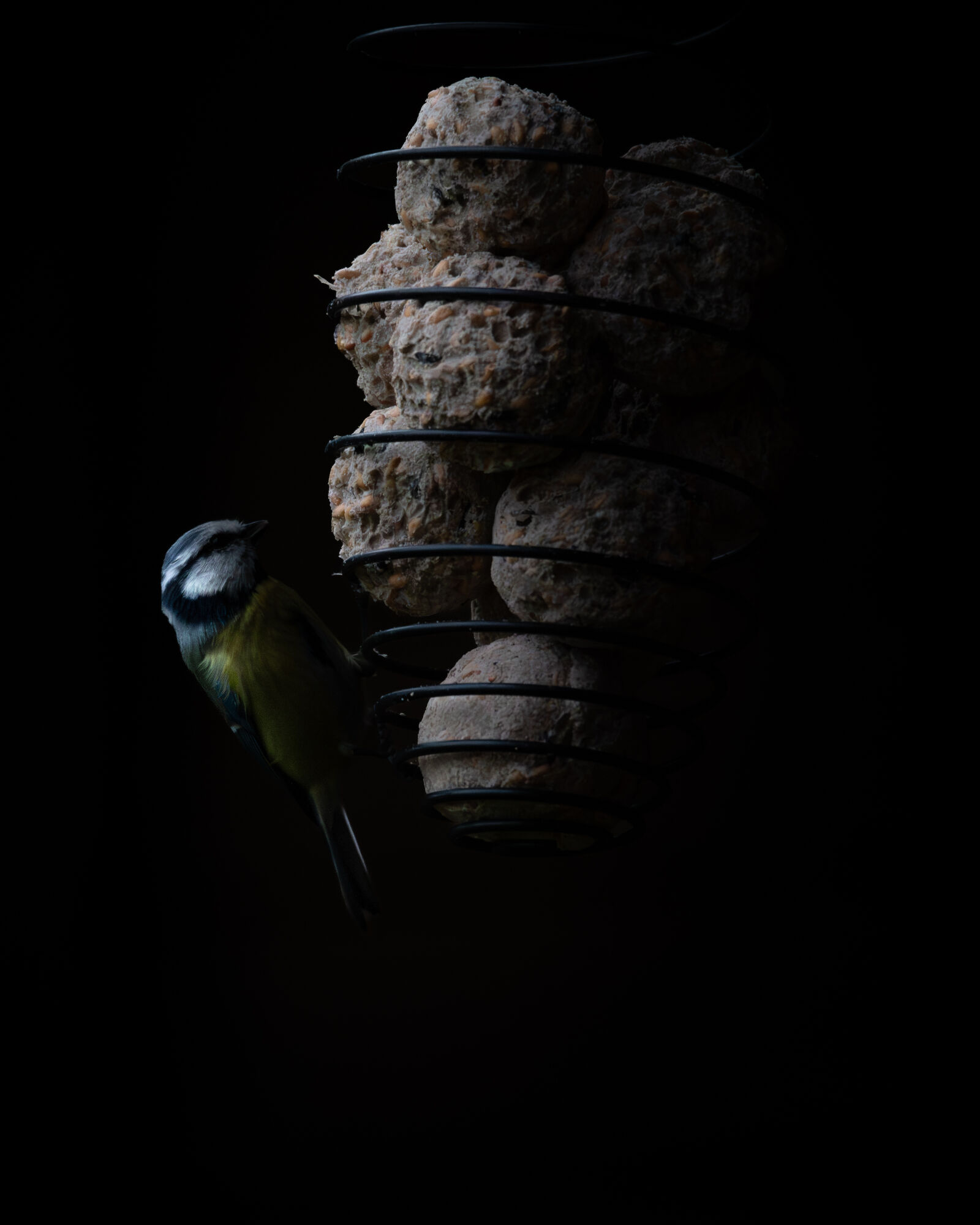 Nikon Z6 II sample photo