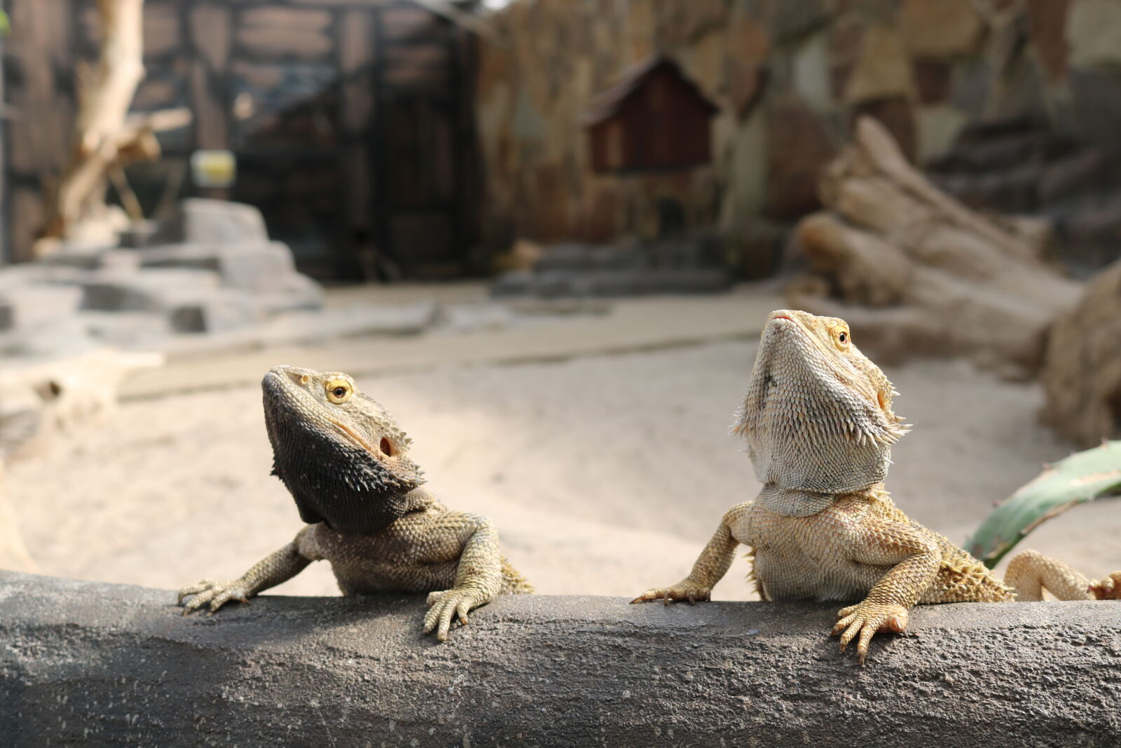 Canon EOS 750D (EOS Rebel T6i / EOS Kiss X8i) sample photo. Animal, desert, lizard, reptile photography