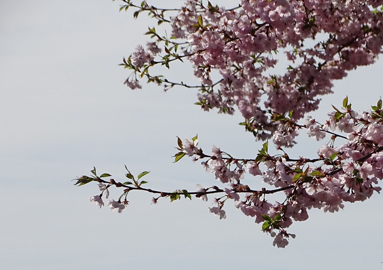 Sony Cyber-shot DSC-HX400V sample photo. Cherry wood, branch, tree photography