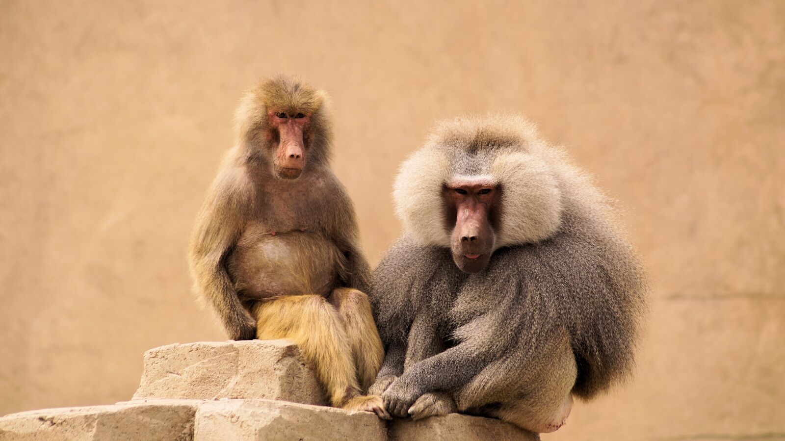Sony SLT-A58 sample photo. Monkeys, animals, mammal photography