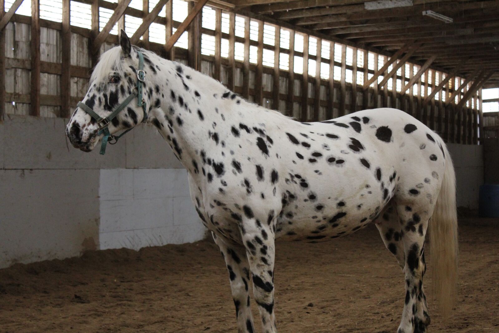 Canon EOS 550D (EOS Rebel T2i / EOS Kiss X4) sample photo. Horses, field, stable photography