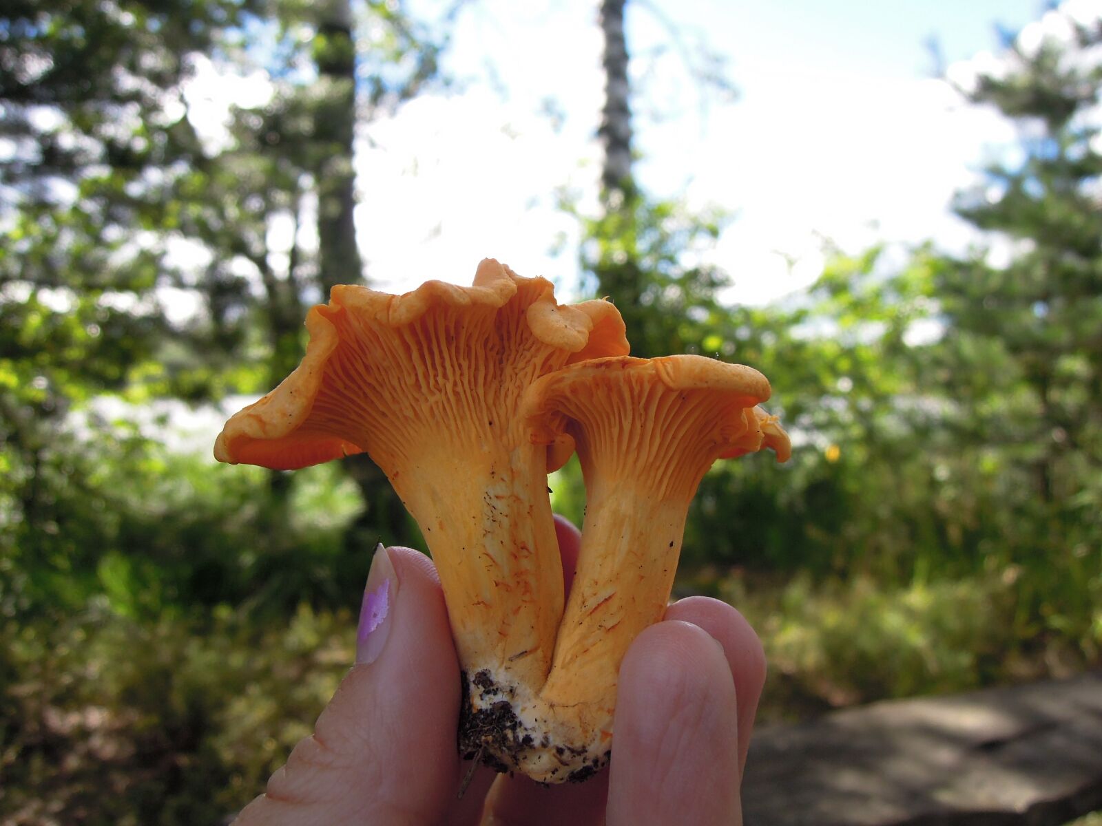 Nikon Coolpix P300 sample photo. Mushroom, mushrooms, chanterelle photography