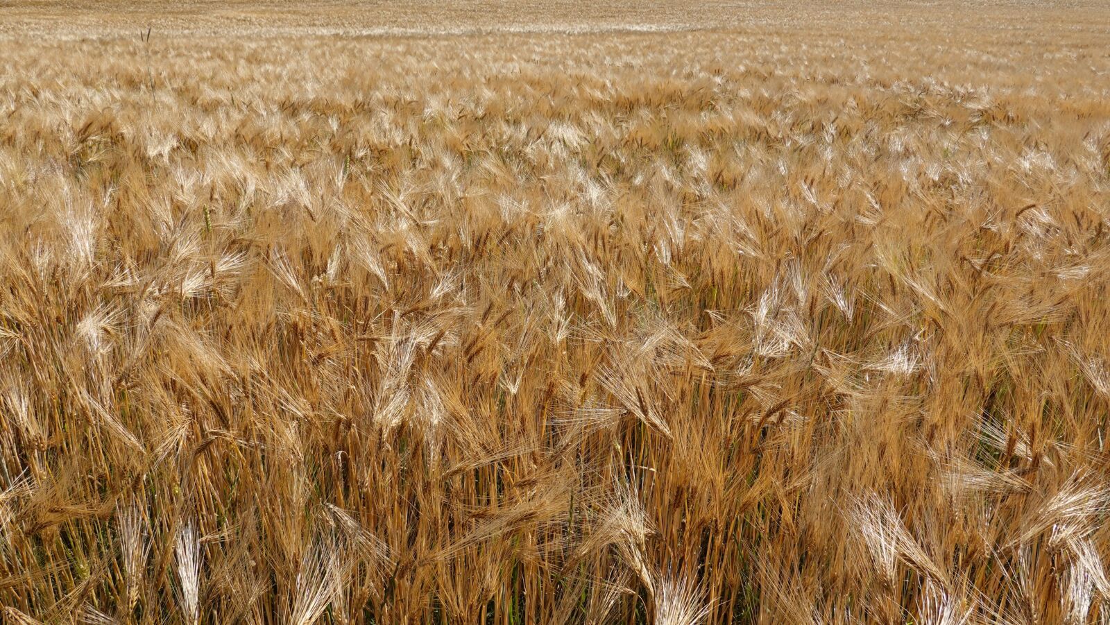 Sony DSC-RX100M7 sample photo. Harvest, cereals, cornfield photography
