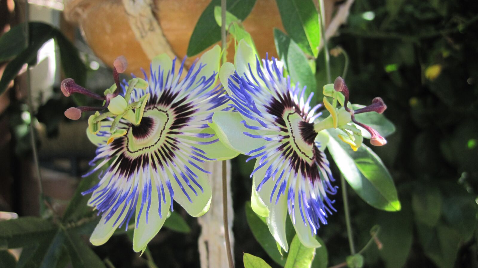 Canon PowerShot D10 sample photo. Passionflower, flowers, supplies photography