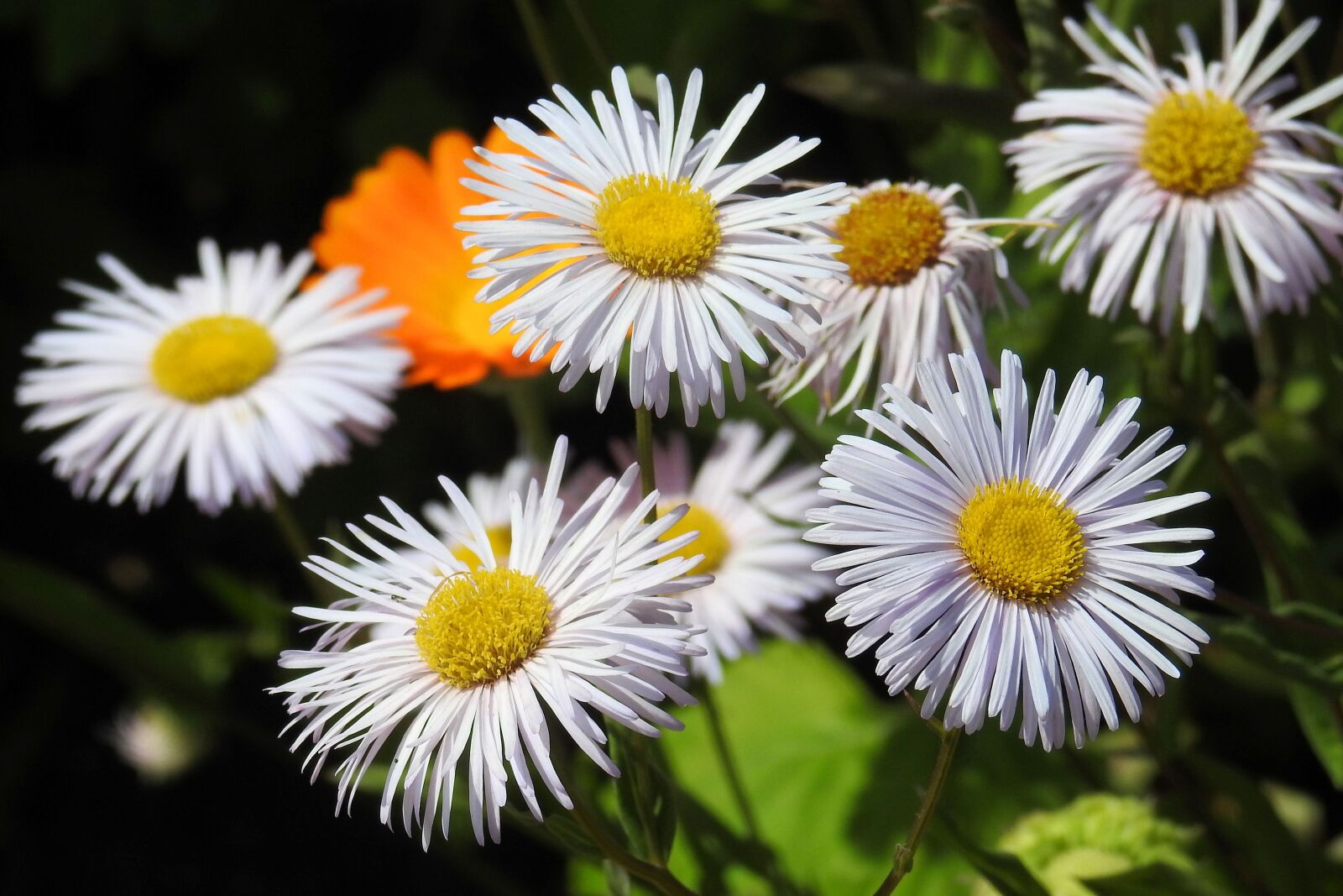 Nikon Coolpix P900 sample photo. Flowers, white flowers, plant photography