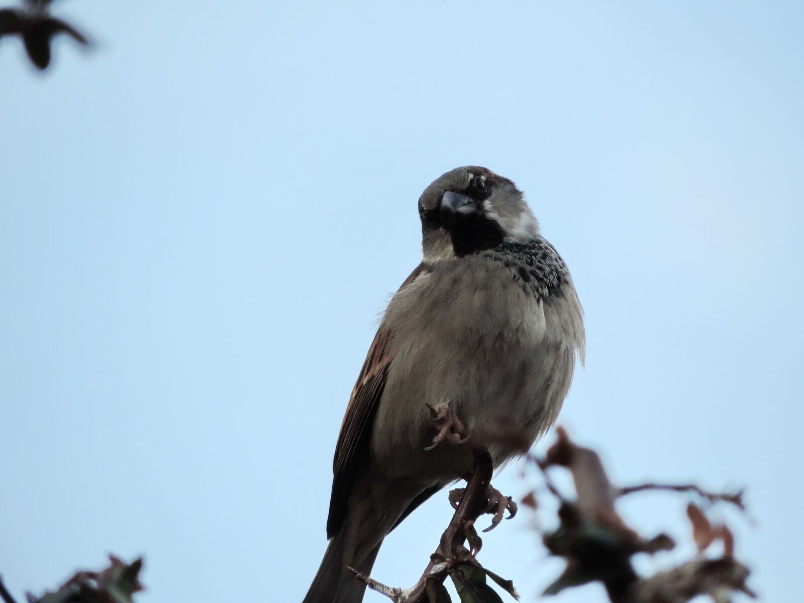 Nikon Coolpix P520 sample photo. Sparrow, bird, wild, wildlife photography