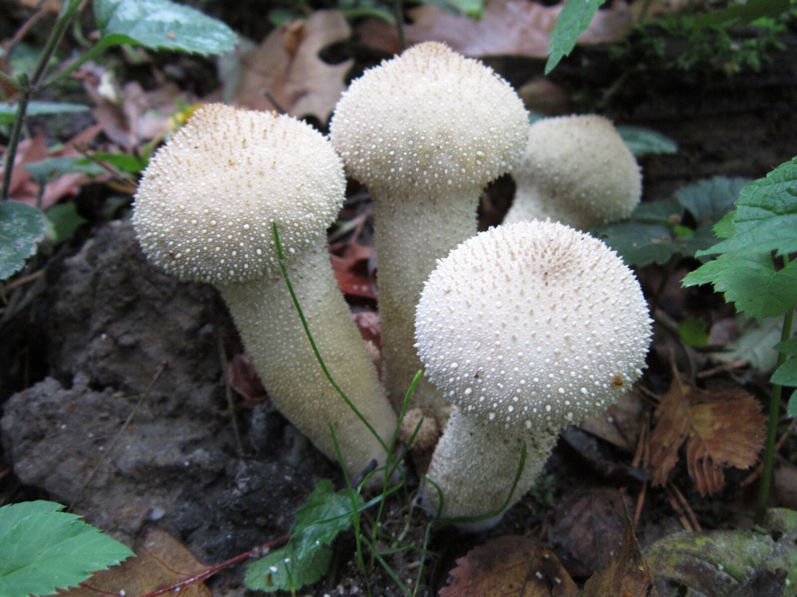 Canon PowerShot A3300 IS sample photo. Forrest, mushroom, wood photography