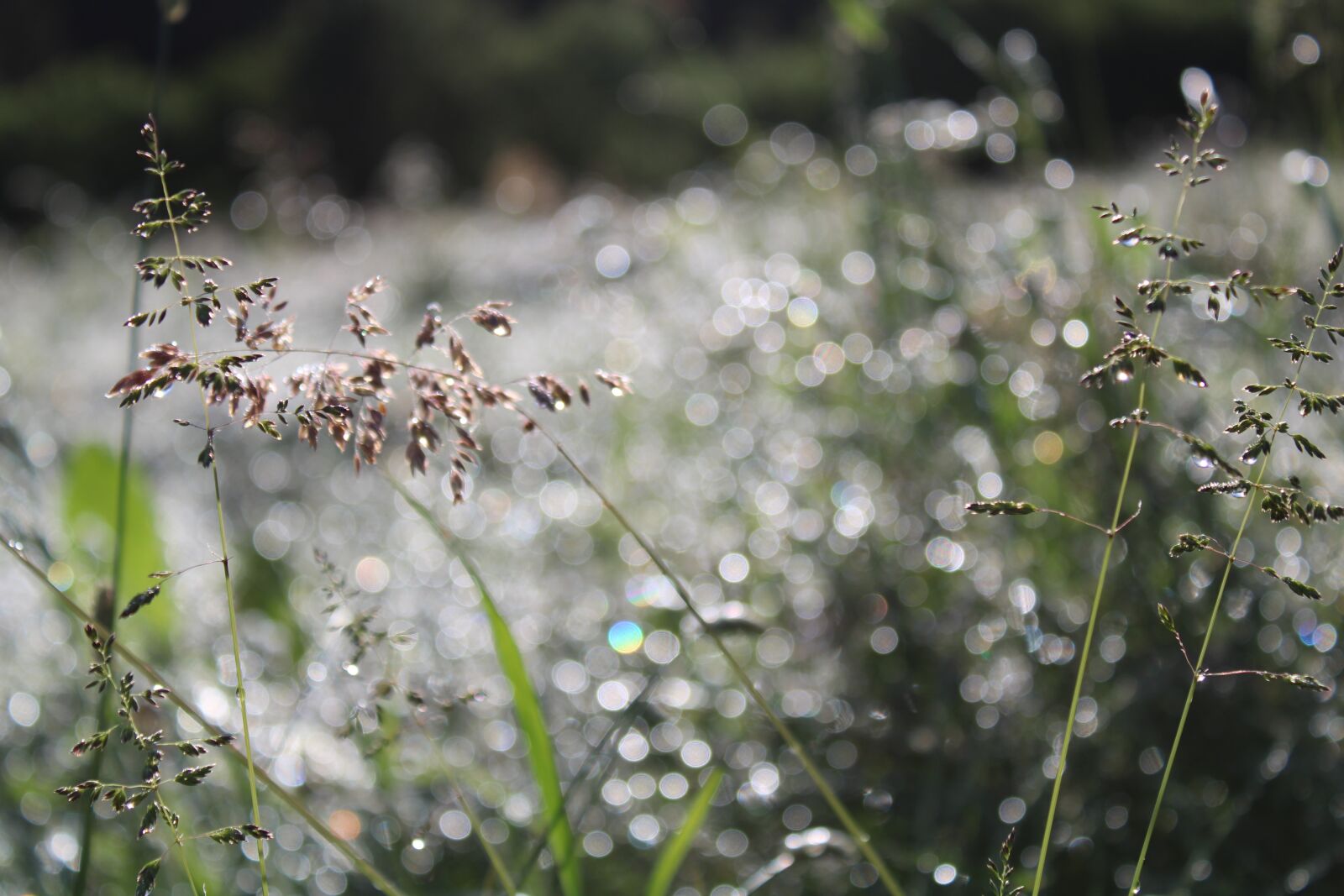 Canon EOS 2000D (EOS Rebel T7 / EOS Kiss X90 / EOS 1500D) sample photo. Grass, nature, prairie photography