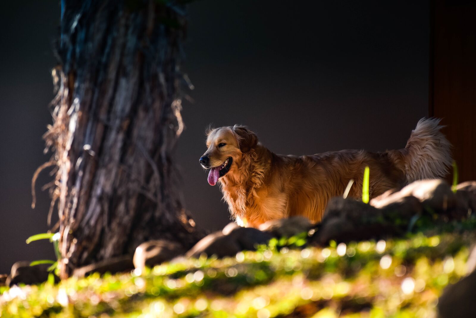 Nikon D5500 sample photo. Dog, goldenretriever, pet photography