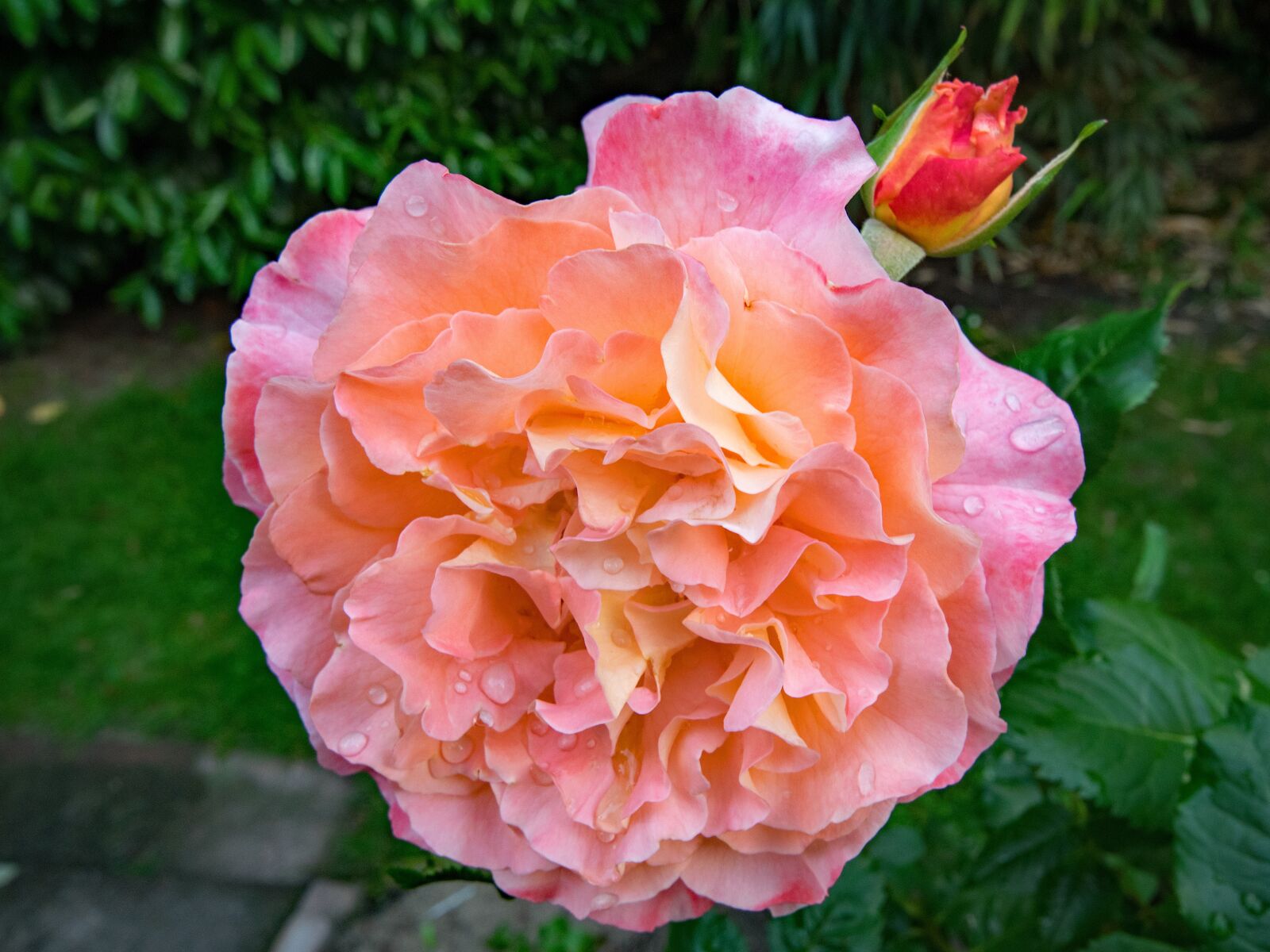 Nikon D5300 sample photo. Rose, augusta luise, flowers photography