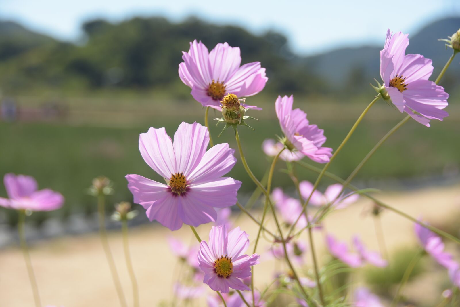 Nikon D7200 sample photo. Cosmos, pink, flowers photography