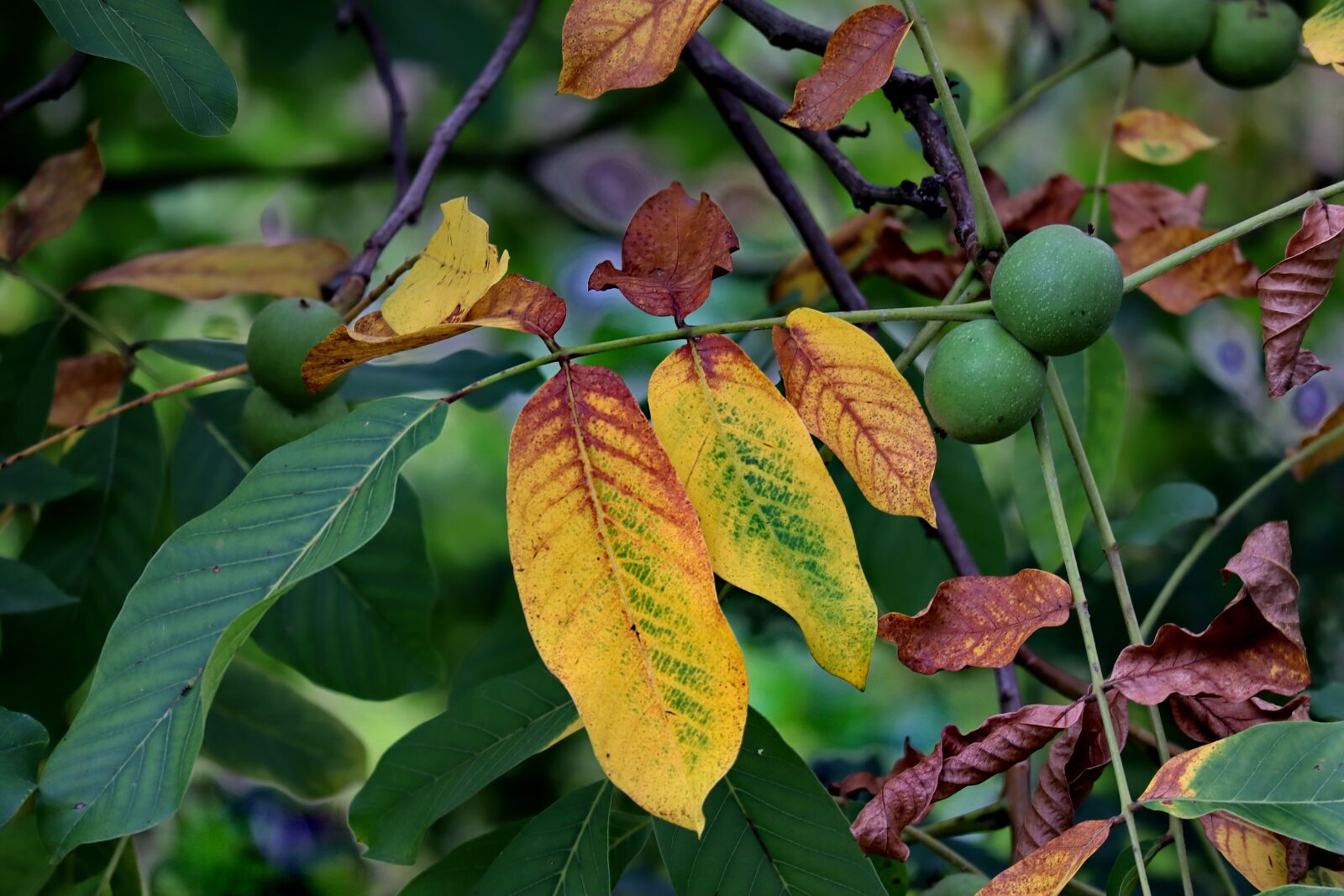 Canon EOS M50 (EOS Kiss M) sample photo. Choice of nut, leaves photography