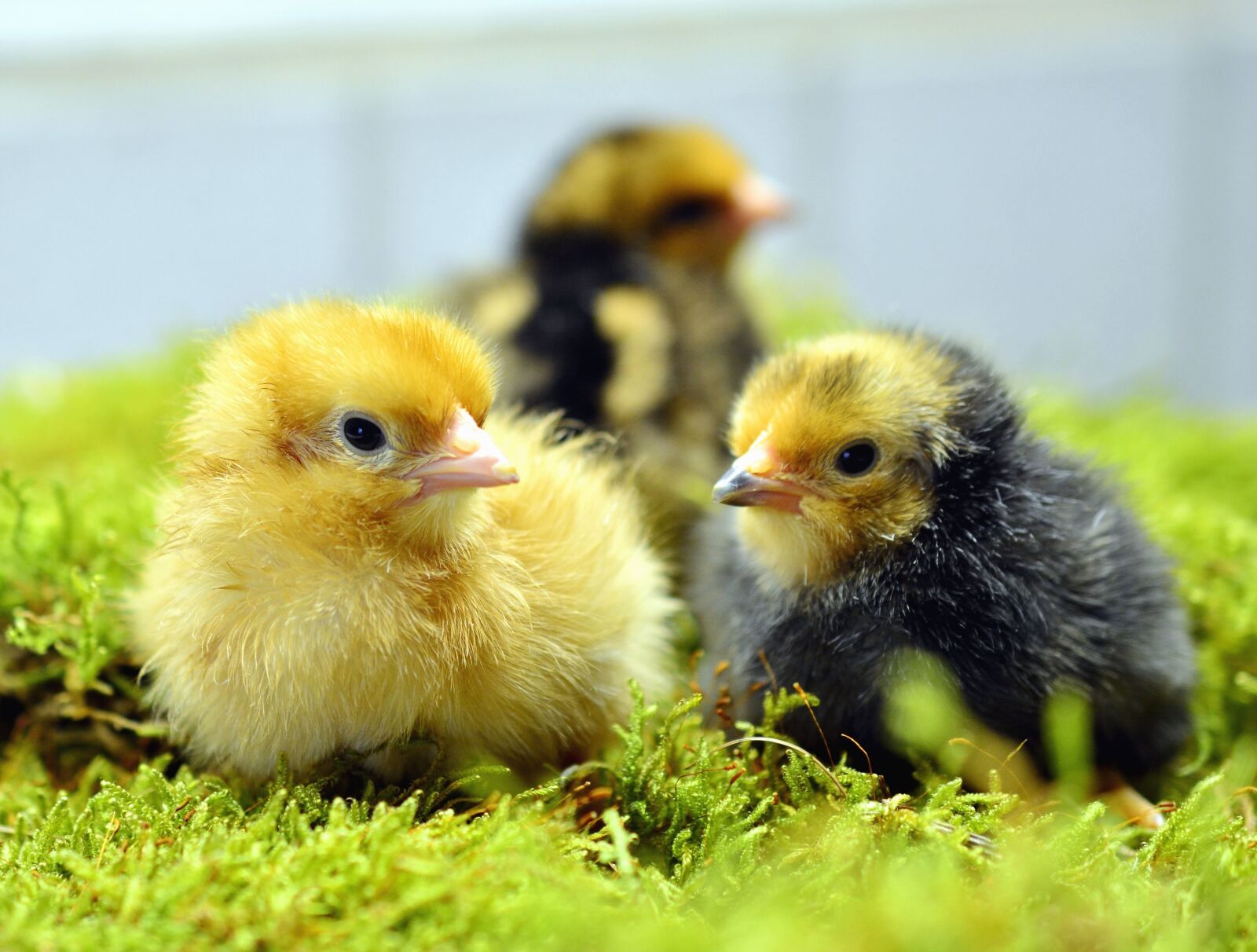 Nikon D5200 sample photo. Chicken, young, plant, animal photography