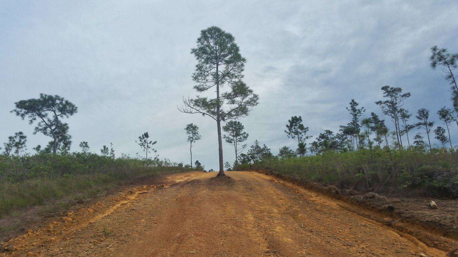 Samsung Galaxy Note4 sample photo. Tree, landscape, nature photography