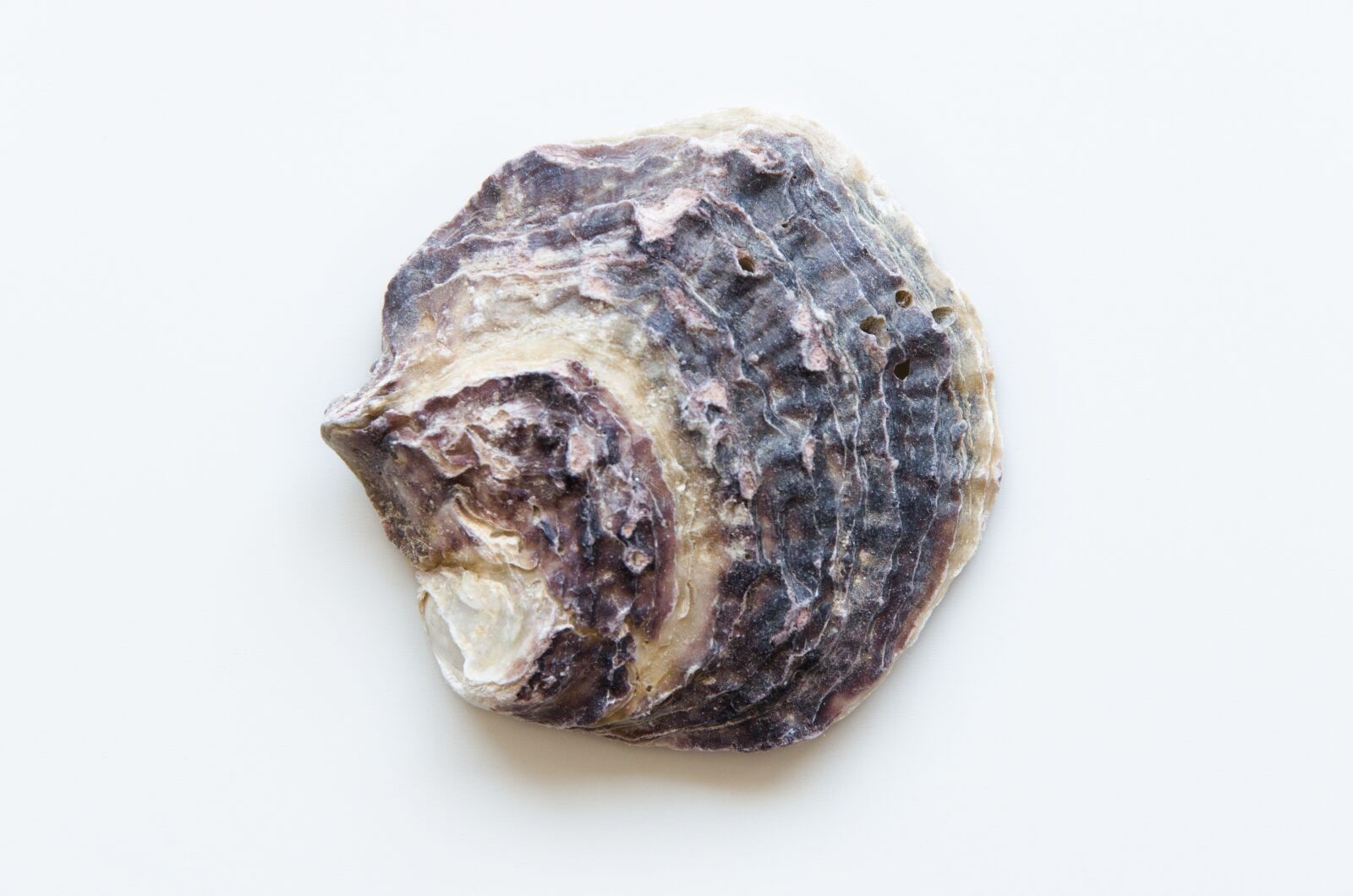 Nikon D5100 sample photo. Shell, sand, beach photography