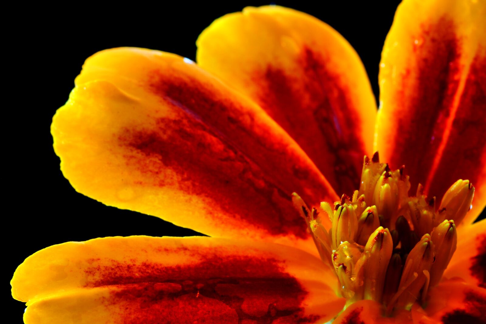 Tamron SP 90mm F2.8 Di VC USD 1:1 Macro sample photo. Marigold, flower, close up photography