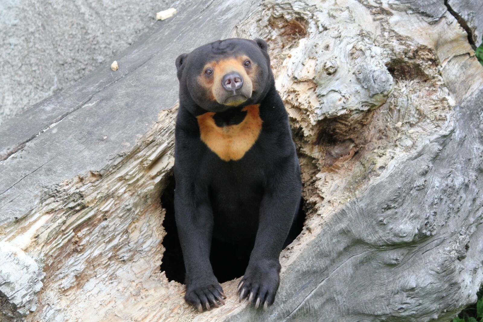 Canon EOS 550D (EOS Rebel T2i / EOS Kiss X4) sample photo. Bear, malay, animal photography