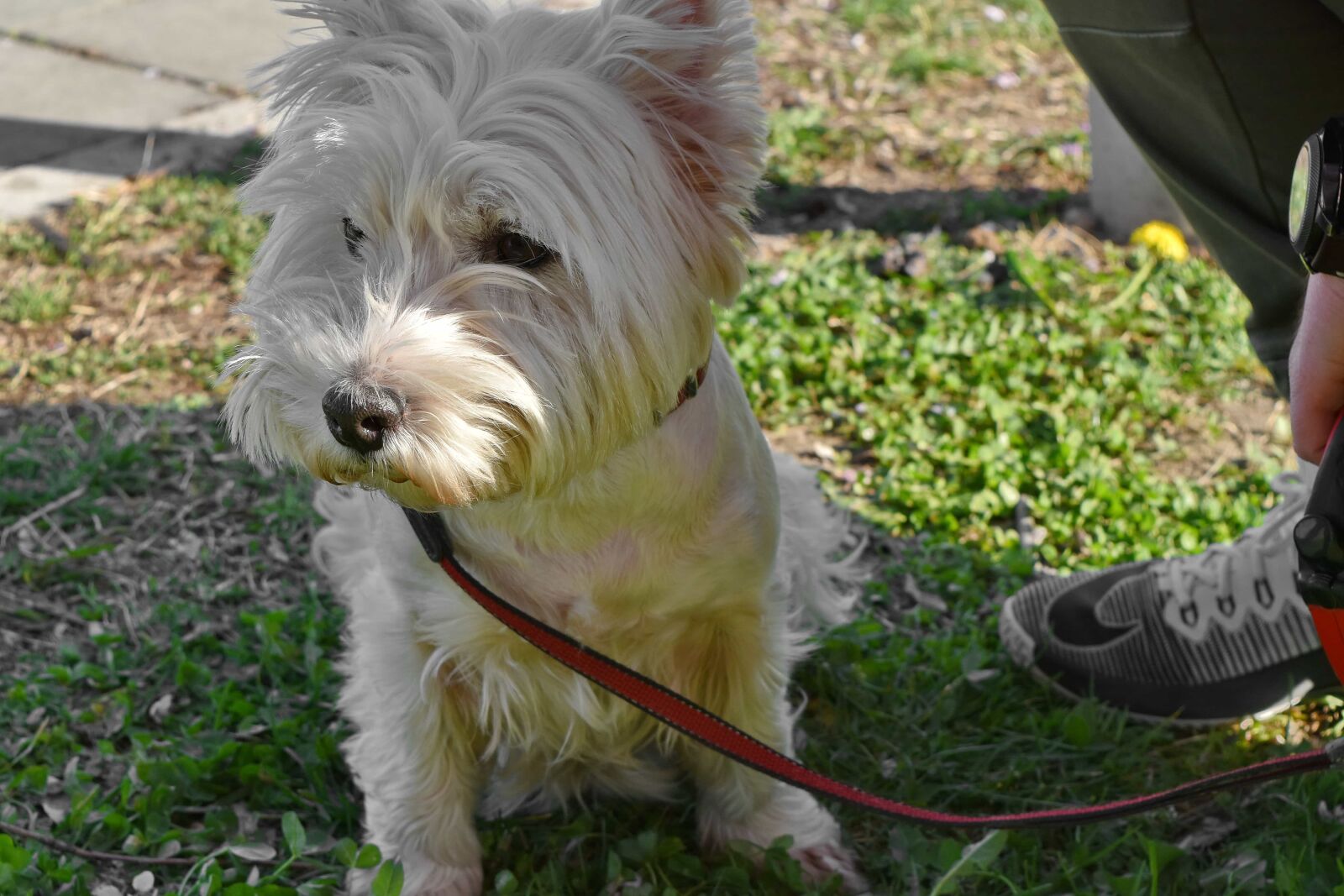 Nikon D5500 sample photo. Dog, puppy, canine, cute photography