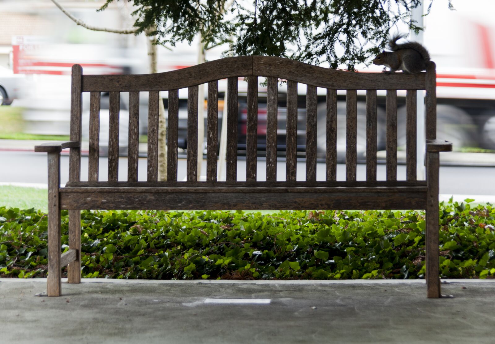 Canon EOS 5D Mark II sample photo. Bench, squirrel, cupertino photography