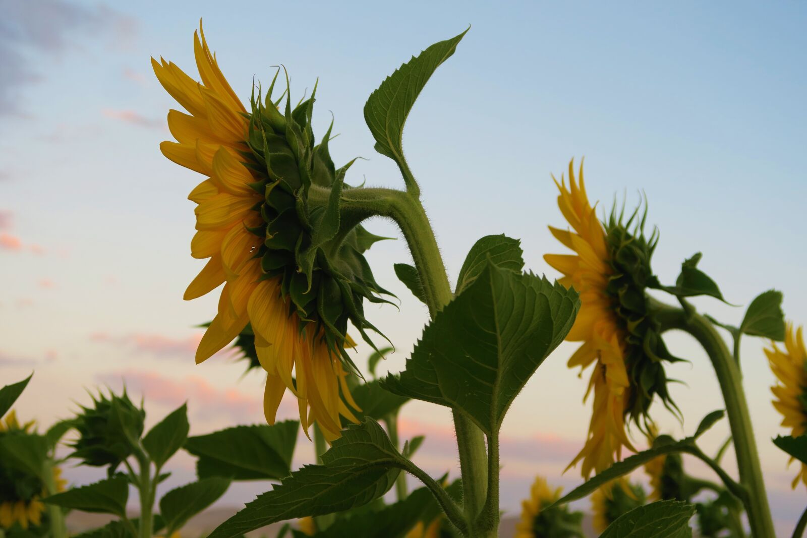 Canon PowerShot G7 X sample photo. Sunflower, plant, flower photography