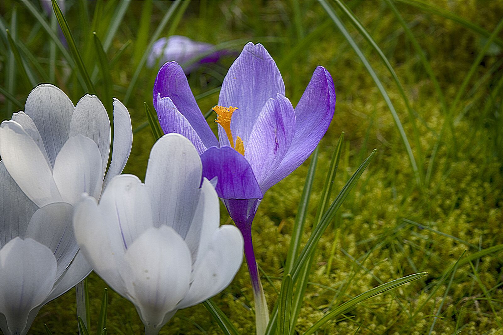 Nikon D850 sample photo. Crocus, spring, flowers photography
