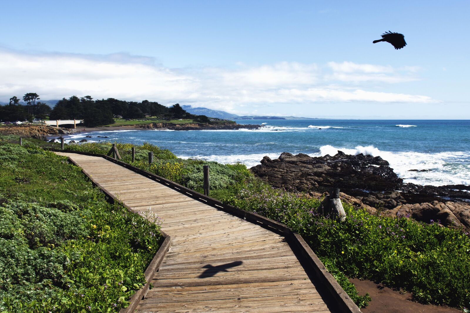 Nikon D600 sample photo. Bird, trail, plant, sea photography