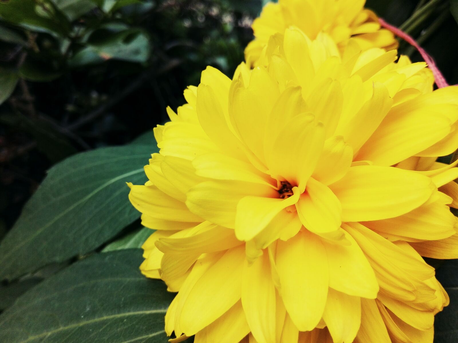 HUAWEI Y6II sample photo. Nature, flower, flora photography